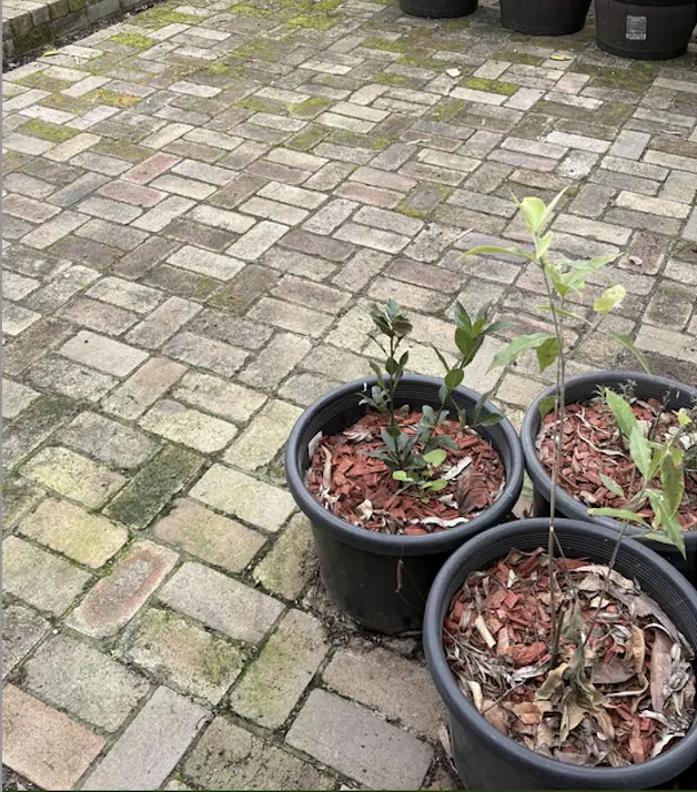 Mossy brick patio restored before