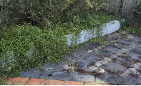 Overgrown patio and garden bed cleared before
