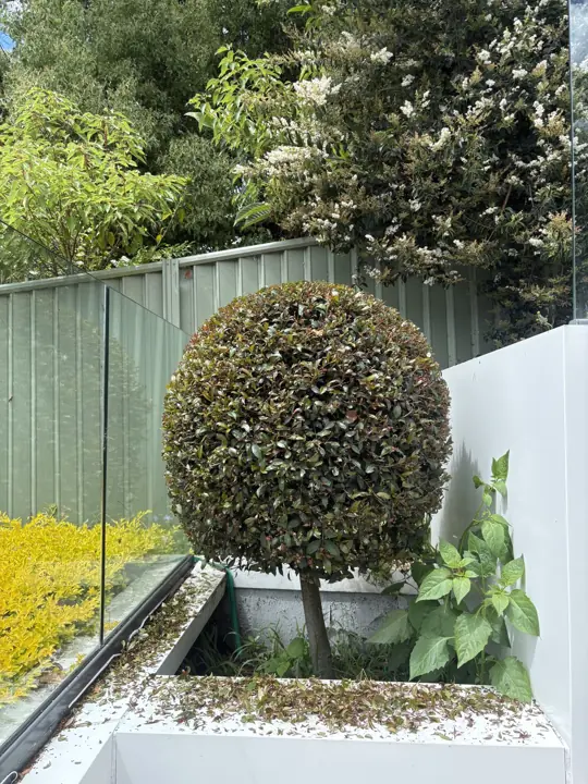 Topiary ball shaped in a planter